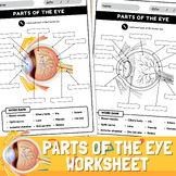 Parts of the Eye Diagram Worksheet | Anatomy of the Eye