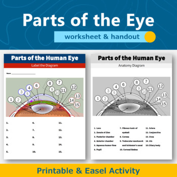Preview of Parts of the Eye  Diagram Worksheet and Handout
