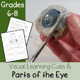 Parts of the Eye and Their Function - Activities and Works