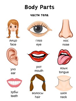 Preview of Parts of the Face in English and Russian