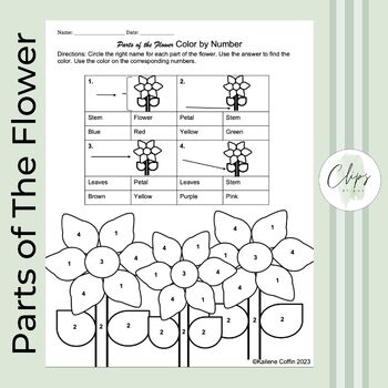 Parts of the Flower - Color By Number - No Prep Worksheet by Clips By Kay