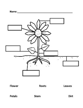 Parts of the Flower Freebie by Ms PreK | TPT