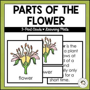 Preview of Parts of the Flower Montessori 3 Part Cards Cards Student Worksheet