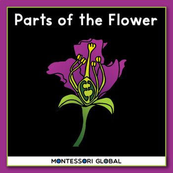 Preview of Parts of the Flower  | Montessori Nomenclatures Cards and Boom Cards™