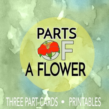 Preview of Parts of  a Flower : Montessori Three Part Cards and Printables