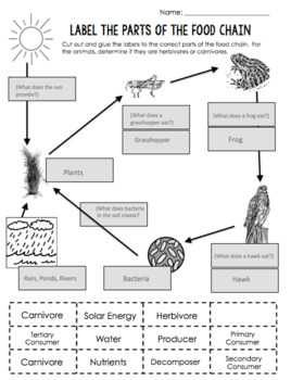 Parts of the Food Chain Cut and Paste Activity by Mrs Buckeye Nut