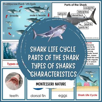 Shark Life Cycle Word Wall  Life cycles, Word wall, Free