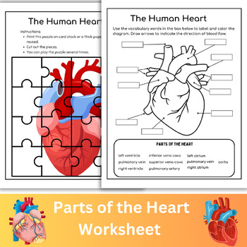 Preview of Parts of the Heart Diagram Worksheet | Anatomy of the Heart
