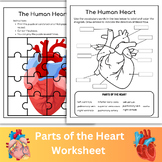 Parts of the Heart Diagram Worksheet | Anatomy of the Heart