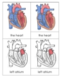 Parts of the Heart - Montessori Scientific 3 Part Cards, Q