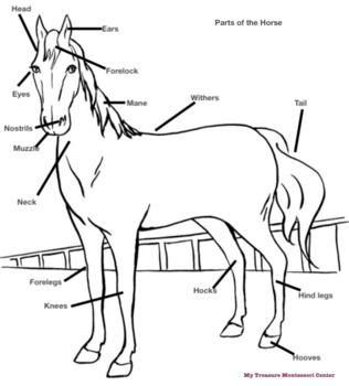 Parts of the Horse by My Treasure Montessori Center | TPT