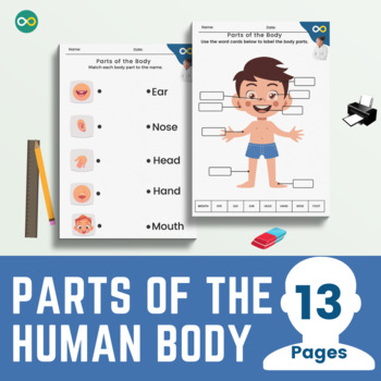 Preview of Parts of the Human Body Worksheets and Activities for Kindergarten