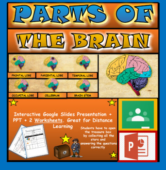 Preview of Parts of the Human Brain Powerpoint: Brain Anatomy + Google Slides