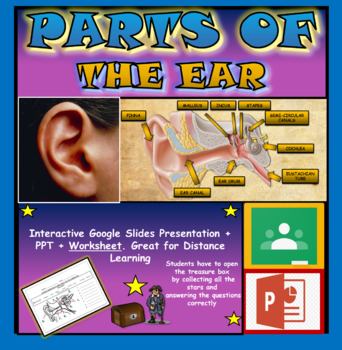 Preview of Parts of the Human Ear: Interactive Google Slides + PPT + Worksheet