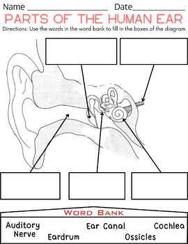 Preview of Parts of the Human Ear Worksheet
