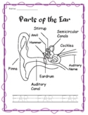 Parts of the Human Ears Printable Pack