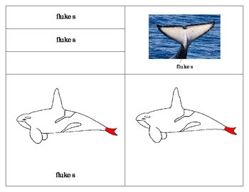 Parts of the Killer whale and whales three part matching cards TPT