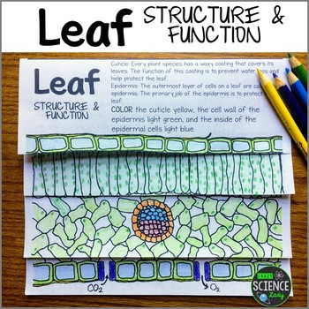 Preview of Photosynthesis and Layers of the Leaf: Types of Cells Activity