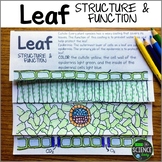 Photosynthesis and Layers of the Leaf: Types of Cells Activity