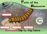 Parts of the Mealworm - Animated Step-by-Step Science Proj