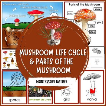 Preview of Parts of the Mushroom Life Cycle Montessori