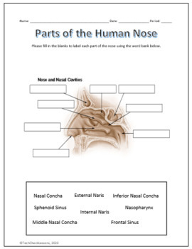 Parts of the Nose Diagram Labeling Worksheet - Science by TechCheck Lessons