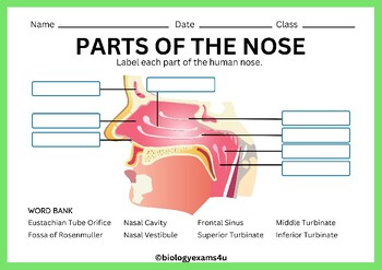Parts of the Nose Labeling worksheet, Crossword and Word Search | TPT