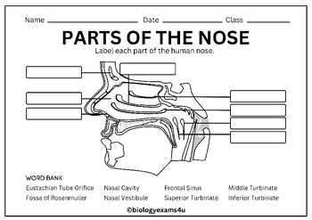 parts of the nose for grade 3