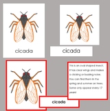 Parts of the Periodical Cicada: Complete Nomenclature Set