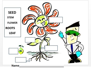 Preview of Parts of the Plant Diagram with Word Bank Science