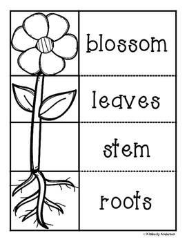 Parts of the Plant Flipbook by Beached Bum Teacher | TpT