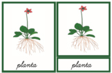 Parts of the Plant Nomenclature in Spanish Cursive