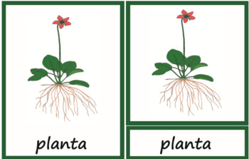 Preview of Parts of  the Plant Nomenclature in Spanish Script