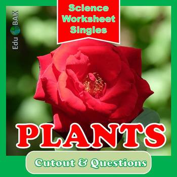 Preview of Parts of the Plant Worksheet – Cutout and Questions