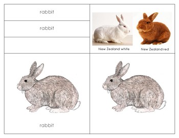Rabbit Parts Chart