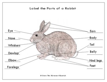 Parts of the Rabbit and Label the Parts of a Rabbit Binder | TPT