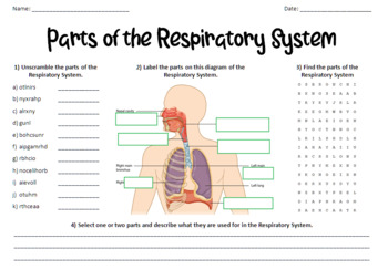 parts of the respiratory system
