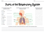 Parts of the Respiratory (Breathing) System Worksheet