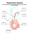 Parts of the Respiratory System