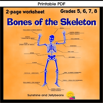 Preview of Bones of the Skeleton - Learn the Names of Bones! - Grades 5-6-7-8 Science