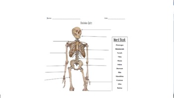 Preview of Parts of the Skeleton Quiz