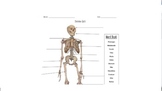 Parts of the Skeleton Quiz