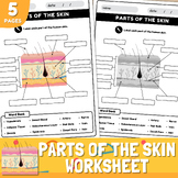 Parts of the Skin Diagram Worksheet | Anatomy of the Skin