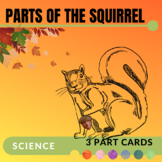 Parts of the Squirrel : 3 Part Cards