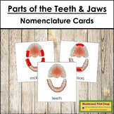 Parts of the Teeth & Jaws 3-Part Cards - Montessori Nomenclature