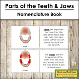 Parts of the Teeth & Jaws Book - Montessori Nomenclature