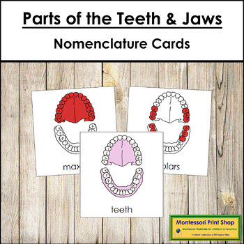 Preview of Parts of the Teeth & Jaw Cards (red highlights) - Montessori Nomenclature