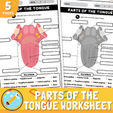Parts of the Tongue Diagram Worksheet | Anatomy of the Tongue