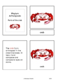 Parts of the crab (crustacean) - Montessori nomeclature cards