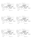 Parts of the ear reproducible diagram